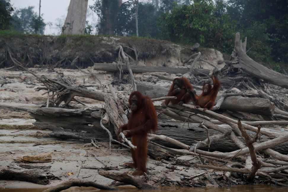 Orangutans on Salat Island, which is used by Borneo Orangutan Survival Foundation (BOSF) as a pre-release island for orangutans, in Kalimantan province, Indonesia. Photo: Reuters