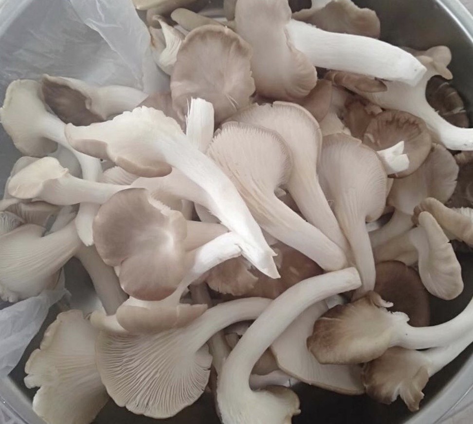 A recent study found that eating oyster mushrooms could lower the risk of mild cognitive decline.