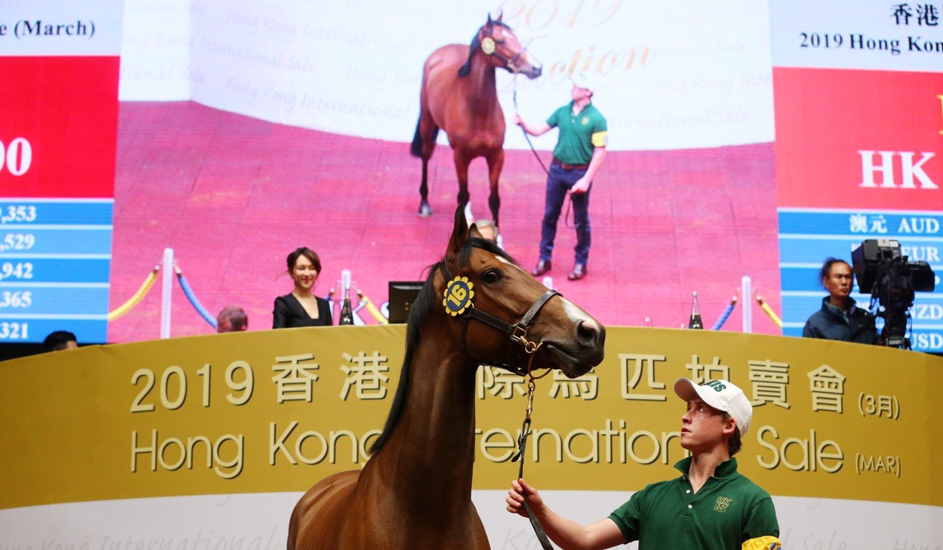 A horse goes under the hammer at the Hong Kong International Sale. Photo: Kenneth Chan