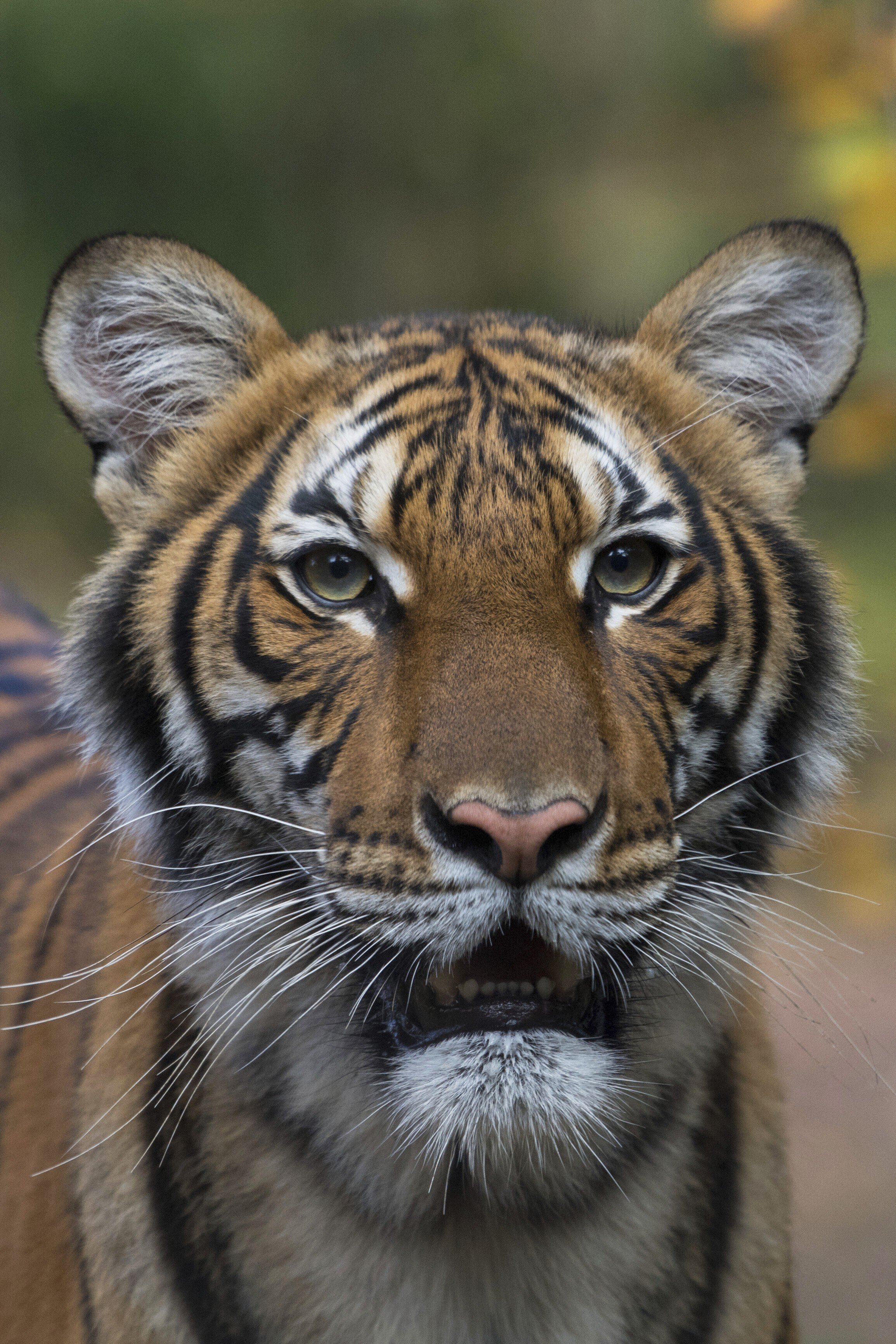 Coronavirus Tiger At New York S Bronx Zoo Tests Positive South China Morning Post