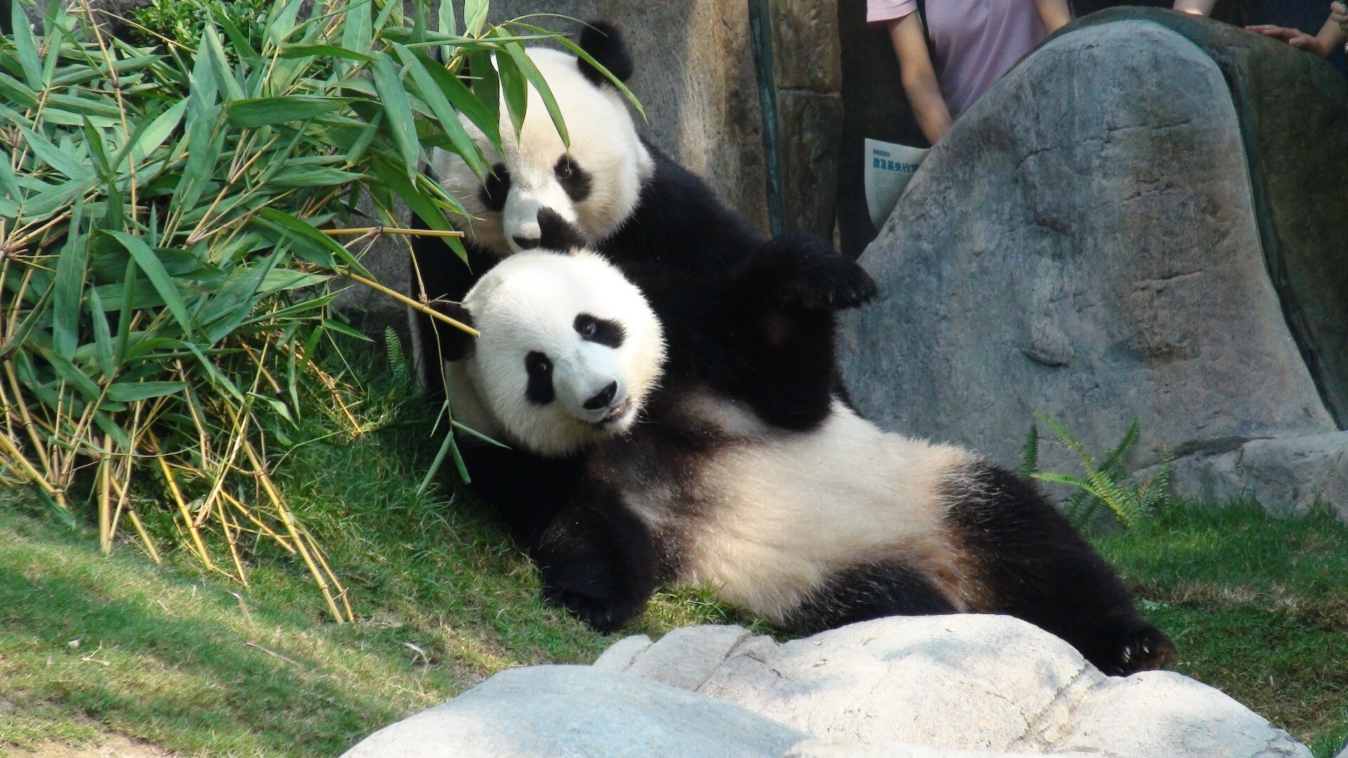 Giant pandas Ying Ying and Le Le mate for the first time at Hong Kong's  Ocean Park | South China Morning Post