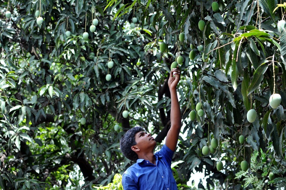 An Indian farmworker climbs a tree to pick mangoes at his field during the harvest season. Photo: Hindustan Times via Getty Images