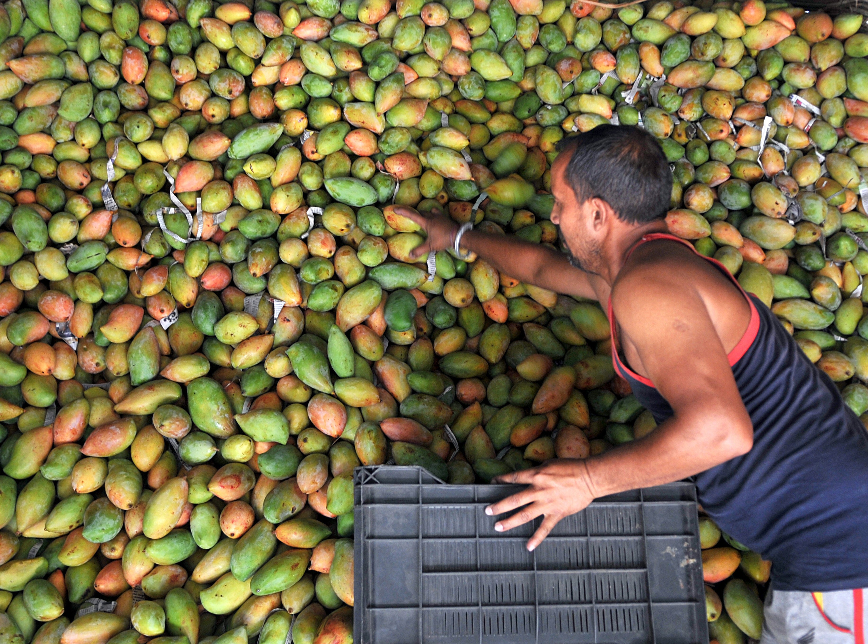 mango: A heat wave's lamented victim: The mango, India's king of fruits -  The Economic Times