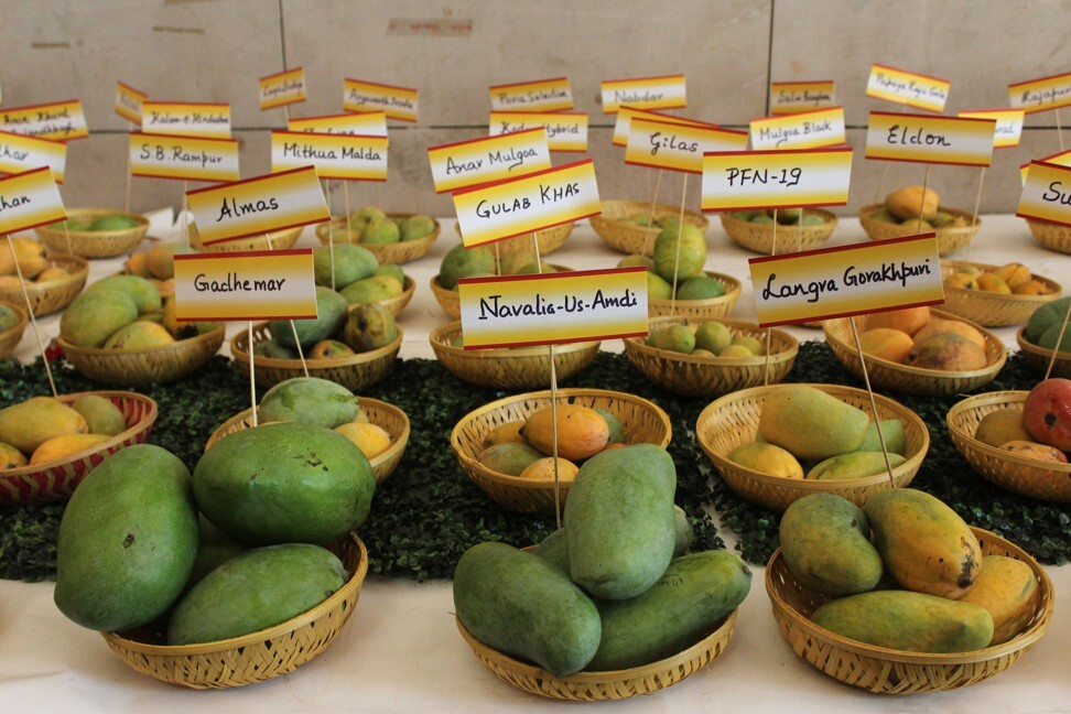 Varieties of mangoes displayed during the Mango Festival at Dilli Haat, an open-air food plaza and craft bazaar in New Delhi, India. Photo: NurPhoto via Getty Images