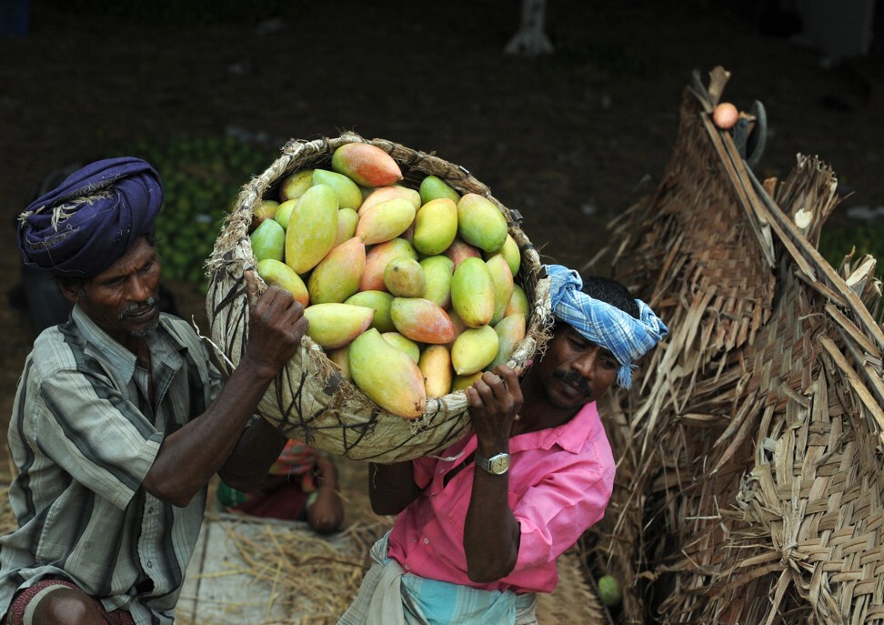 Indian labourers load mangoes onto a truck for supply to other parts of the country. Photo: AFP via Getty Images