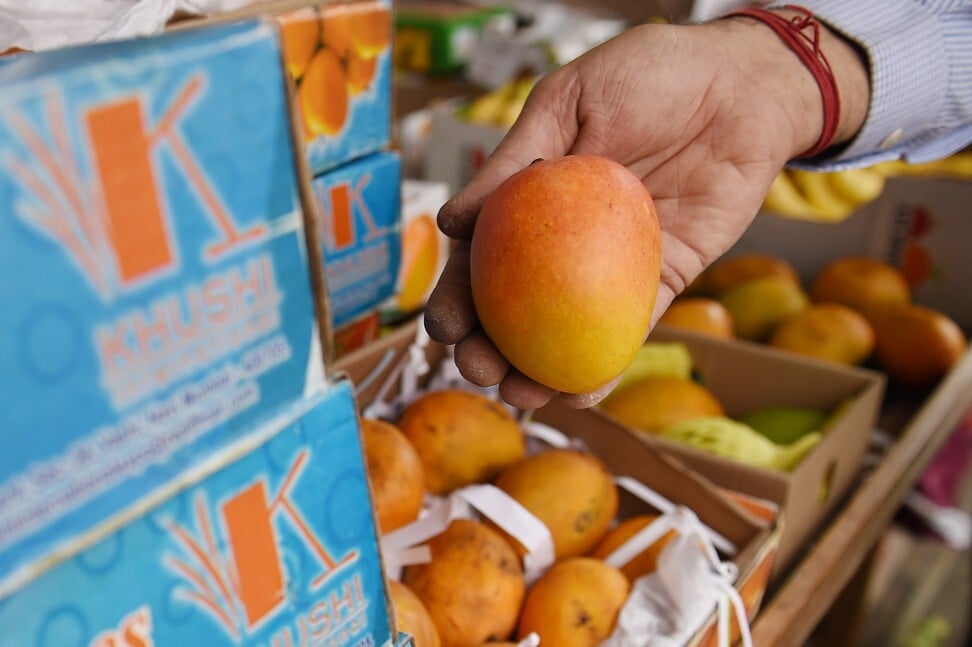 Alphonso mangoes are named after Alfonso de Albuquerque, the famous Portuguese general. Photo: AFP via Getty Images