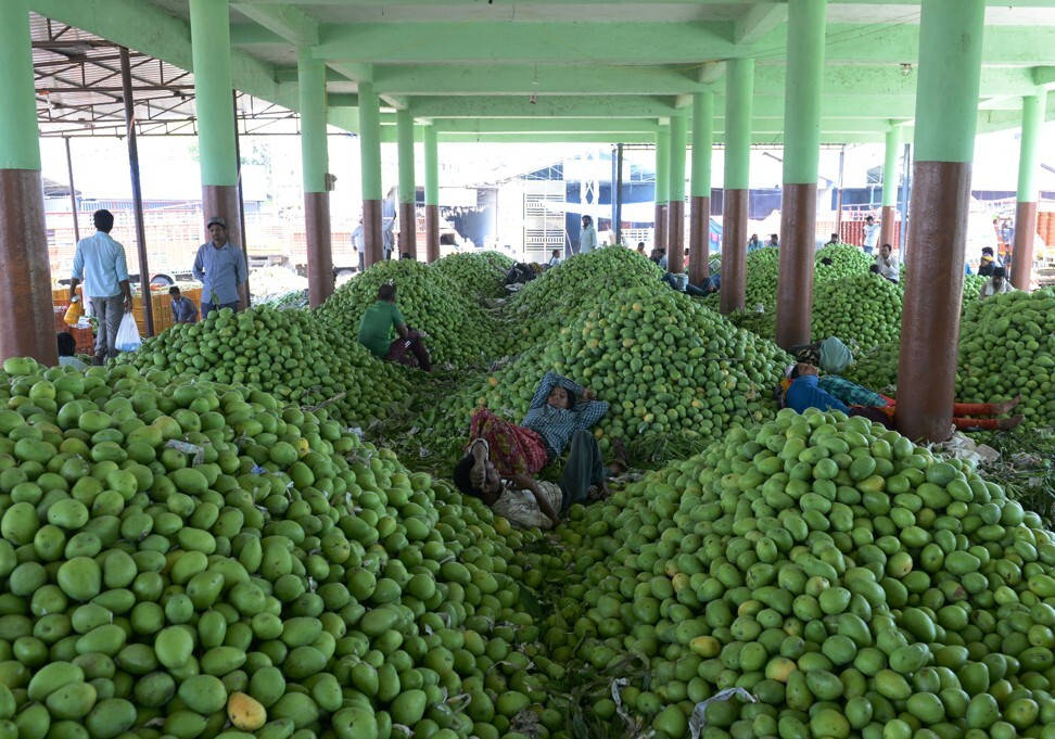 Indian farmers wait to auction mangoes at the Gaddiannaram Fruit Market on the outskirts of Hyderabad. Photo: AFP via Getty Images