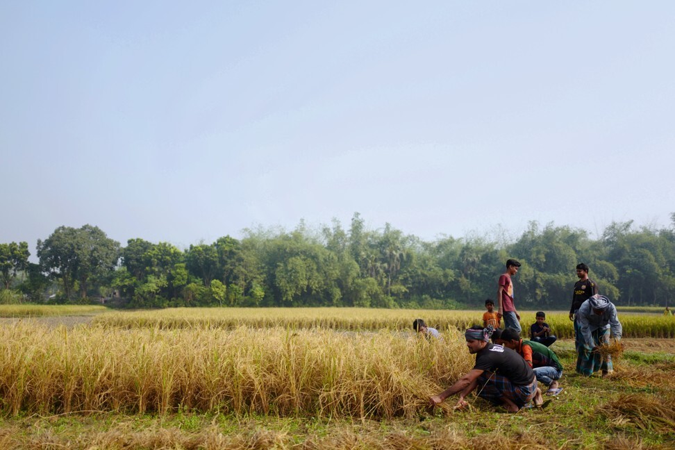 Muhammad Feroz Al Mamun (foreground) and fellow villagers working in the jute and tobacco fields in Bangladesh from I Dream Of Singapore. Photo: Looi Wan Ping
