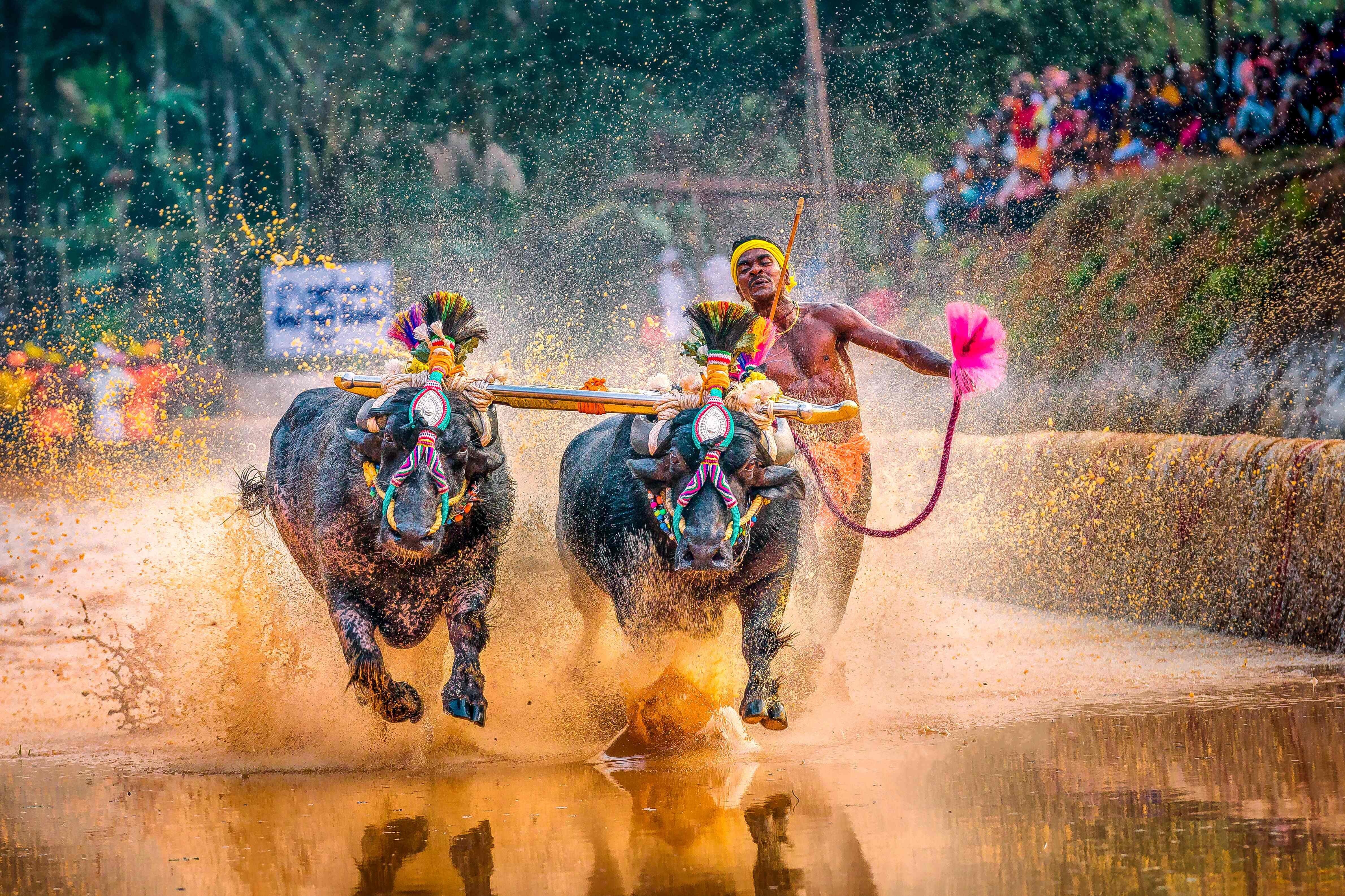 Srinivas Gowda runs alongside his buffaloes during ‘Kambala’, the traditional buffalo racing event in 2020. Photo: AFP