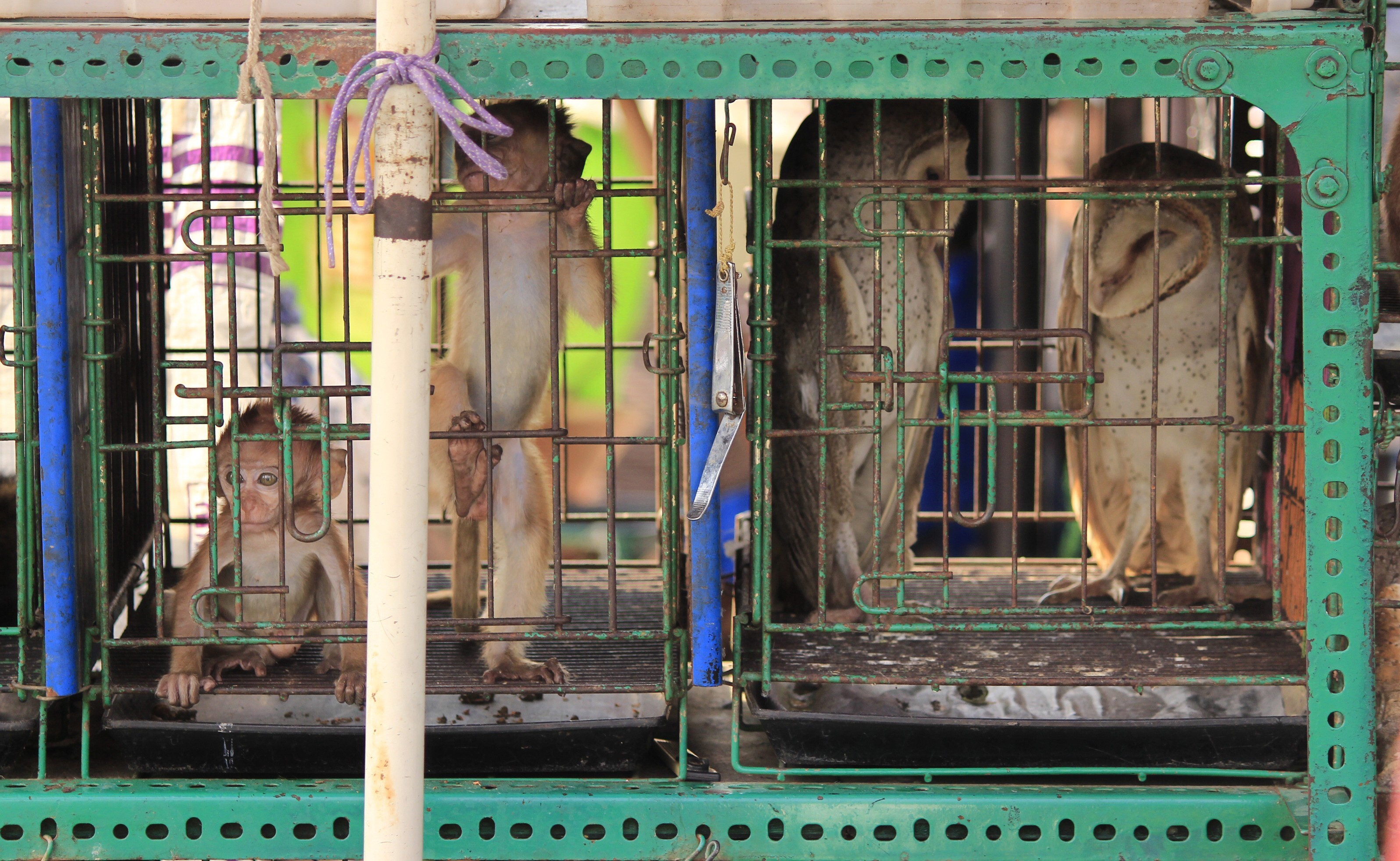 PETA video shows Asian wet markets still selling monkeys, bats