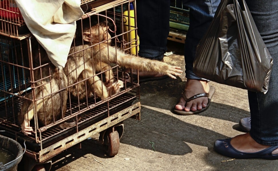 A long-tailed macaque seen at Jatinegara Bird Market in Jakarta. Photo: LightRocket via Getty Images
