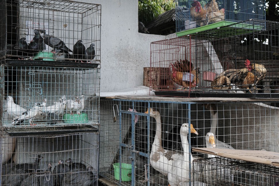 Ducks, chickens, pigeons and other birds on sale at Satria Market. Photo: Agoes Rudianto