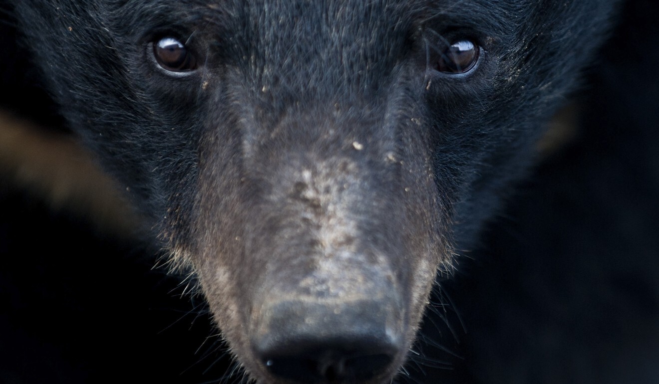 Coronavirus: China’s bear bile ‘treatment’ for Covid-19 alarms wildlife ...