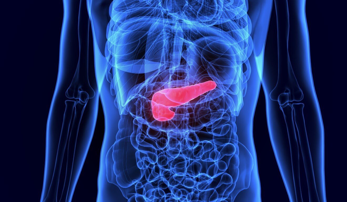 Diabetes is caused when the hormone insulin, produced by the pancreas (above, in red) – an organ of the digestive system – is unable to transfer the glucose from our blood into our cells, leading to high blood sugar levels. Photo: Shutterstock