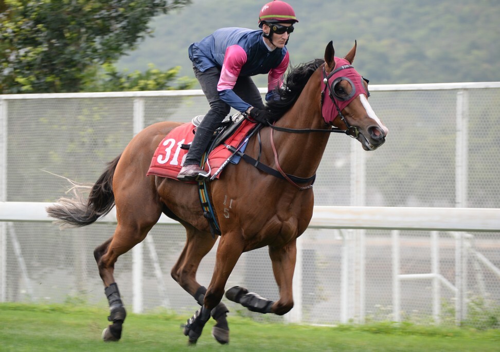 Thanks Forever gallops at Sha Tin this week.