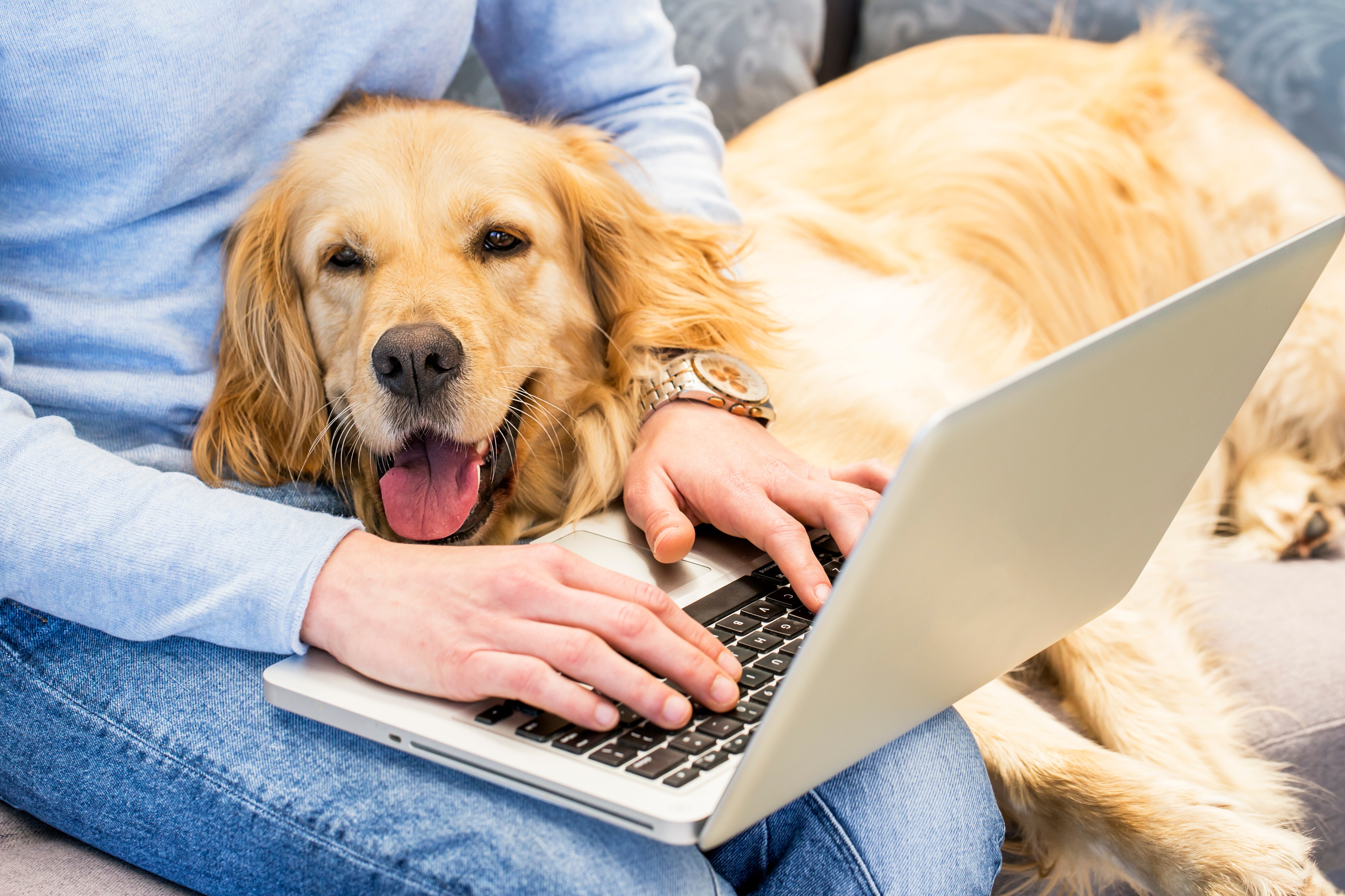 Woman typing on laptop while dog lays in her lap. [FEATURES HEALTH] CREDIT: SHUTTERSTOCK