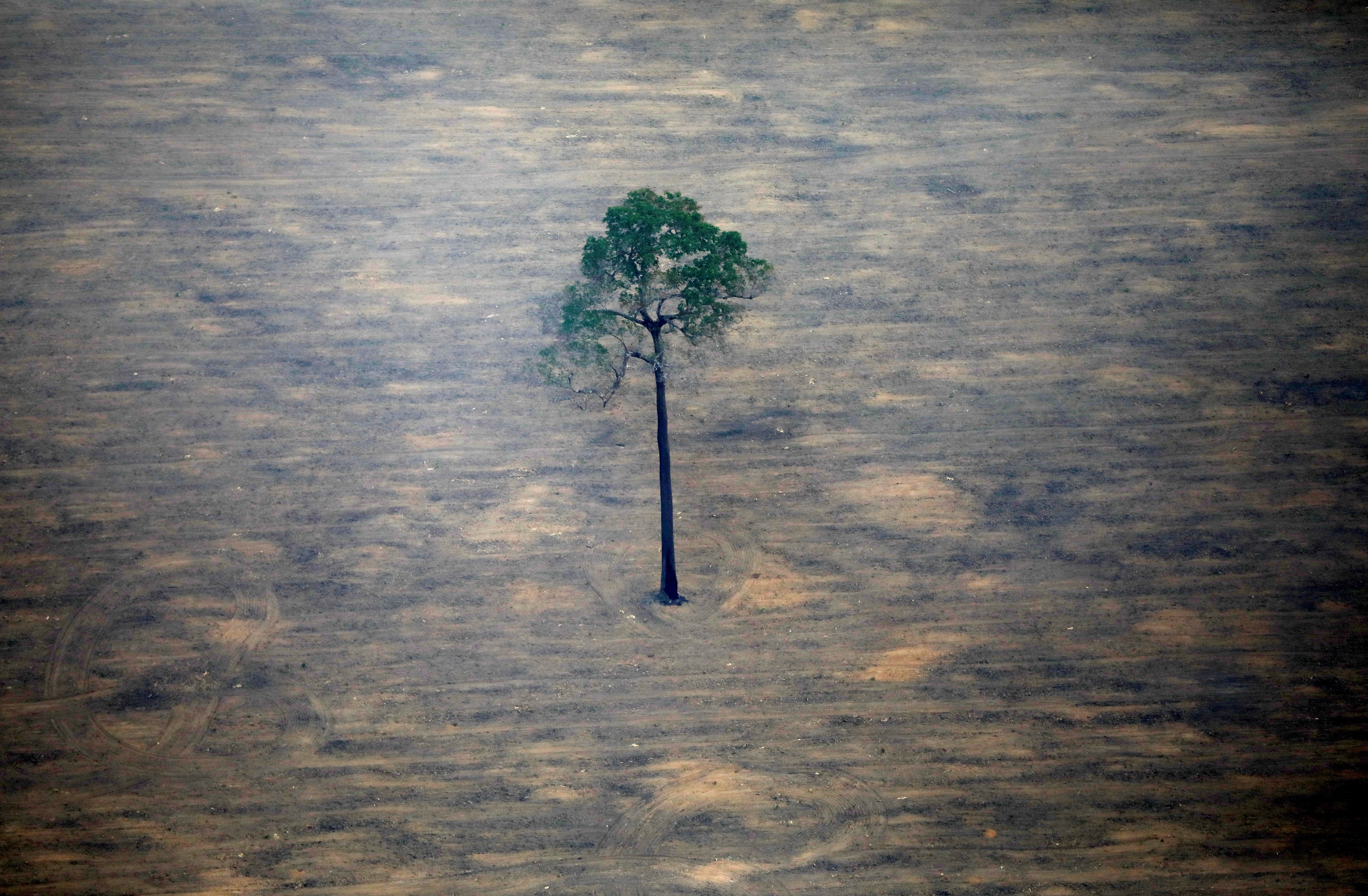 An aerial view of a deforested plot of the Amazon near Porto Velho, Rondonia State, Brazil, last September. Photo: Reuters