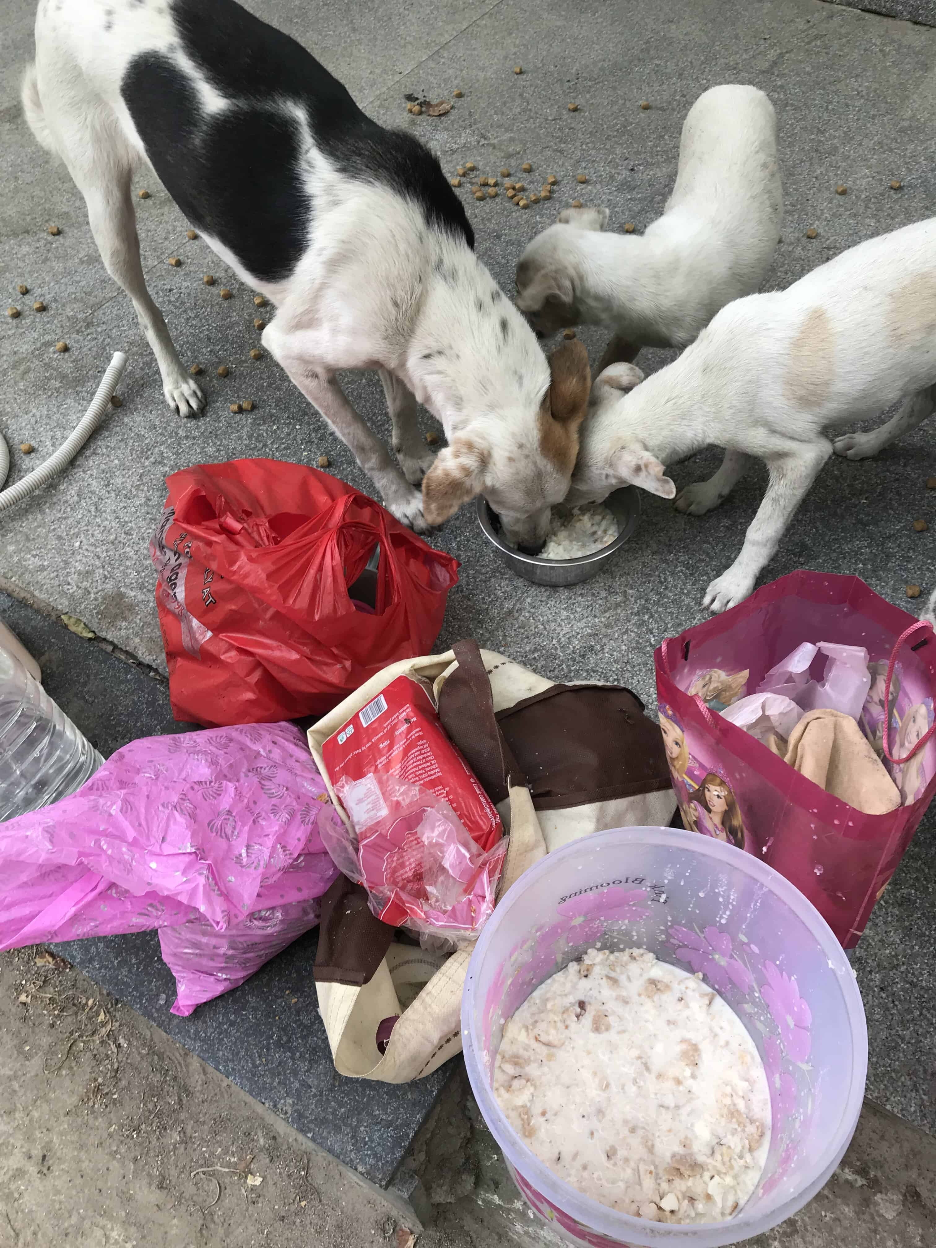 Binny Babbar feeds around 80 dogs a day in New Delhi. Photo: Binny Babbar