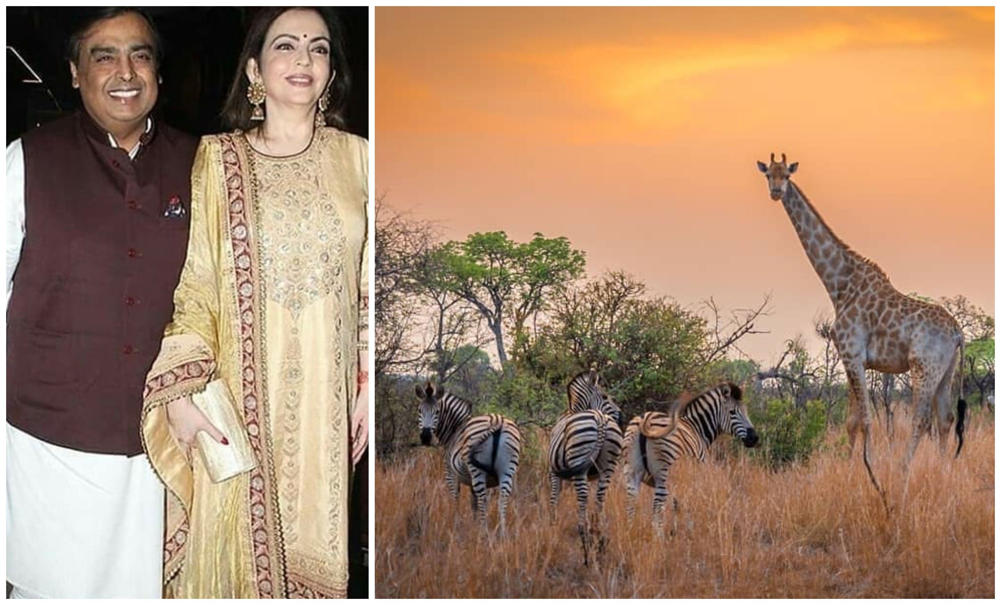 Asia’s richest man, Mukesh Ambani and his wife, Nita love their trips to South Africa’s Kruger National Park, with its plentiful wildlife. Photos: Instagram/@ambanifamily/ @krugernationalpark