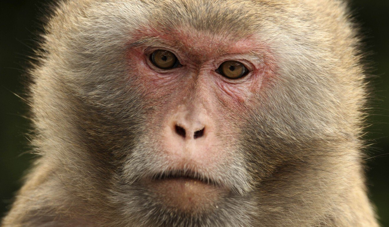Rhesus macaque monkeys are often used in animal testing because of their similarity to humans. Photo: AFP