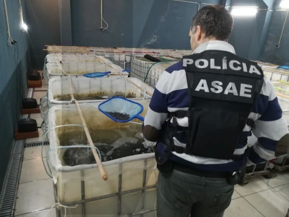 ‘One of world’s biggest wildlife crimes’ glass eel smuggling and how