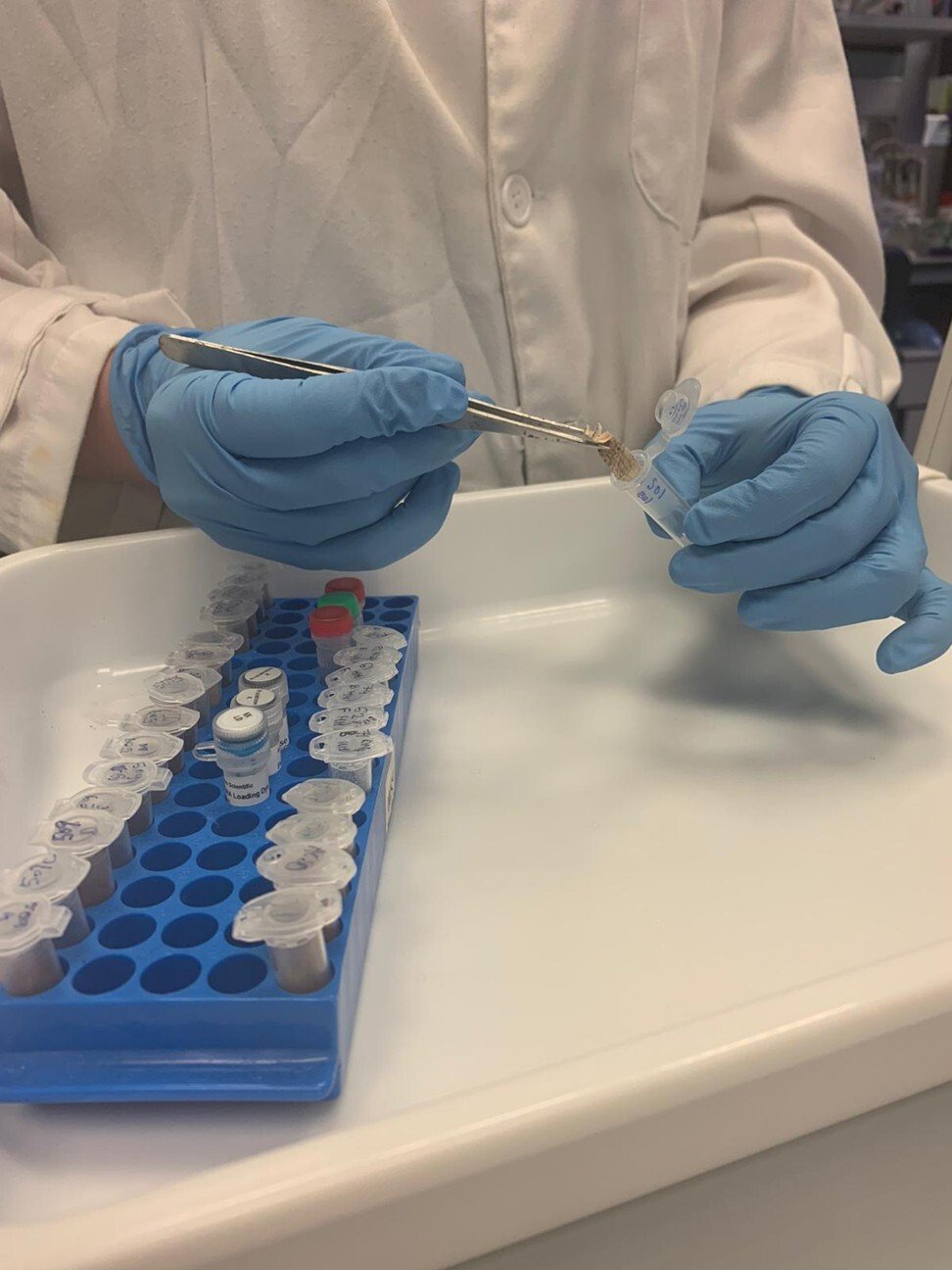 ‘One of world’s biggest wildlife crimes’ glass eel smuggling and how