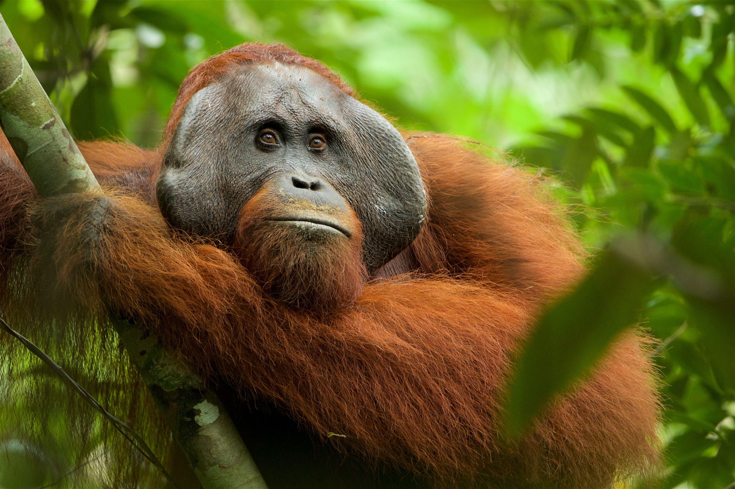 Bornean orangutan, Gunung Palung National Park, Indonesia. Photo: Tim Laman