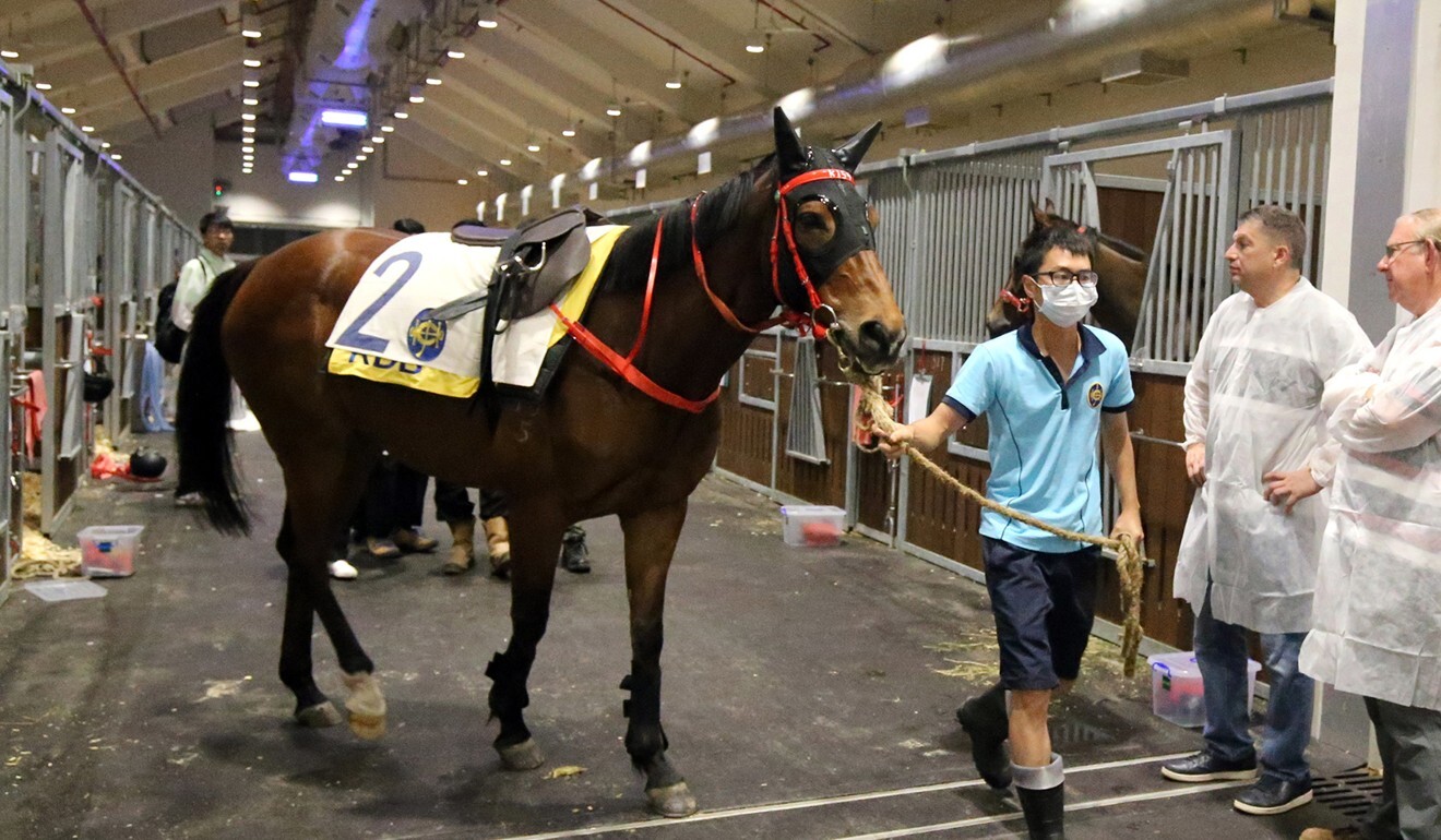 Hong Kong receives first shipment of horses in two months after Covid-19 headache | HK Racing South China Morning Post