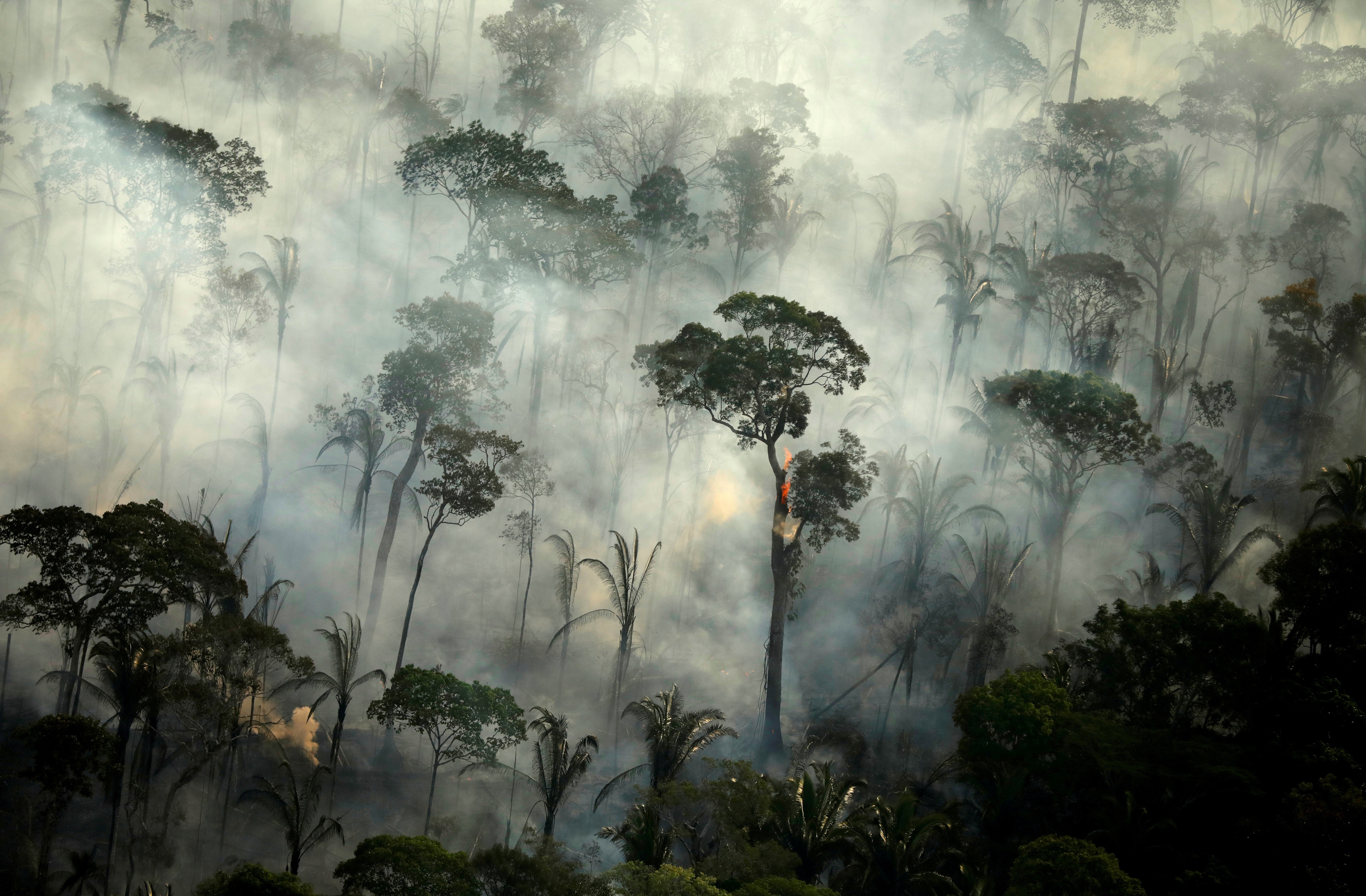 With World Distracted The Amazon Rainforest Continues To Burn South China Morning Post