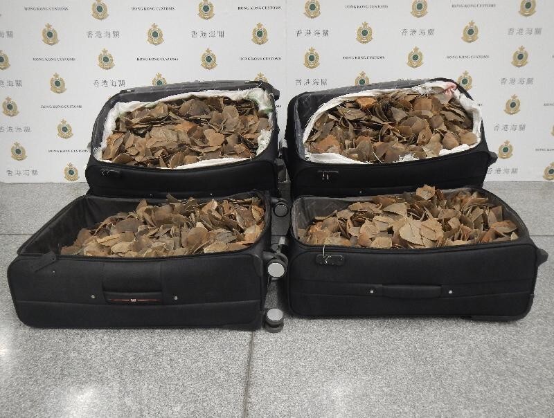 The 100kg of pangolin scales seized from the two mainland Chinese men. Photo: Handout