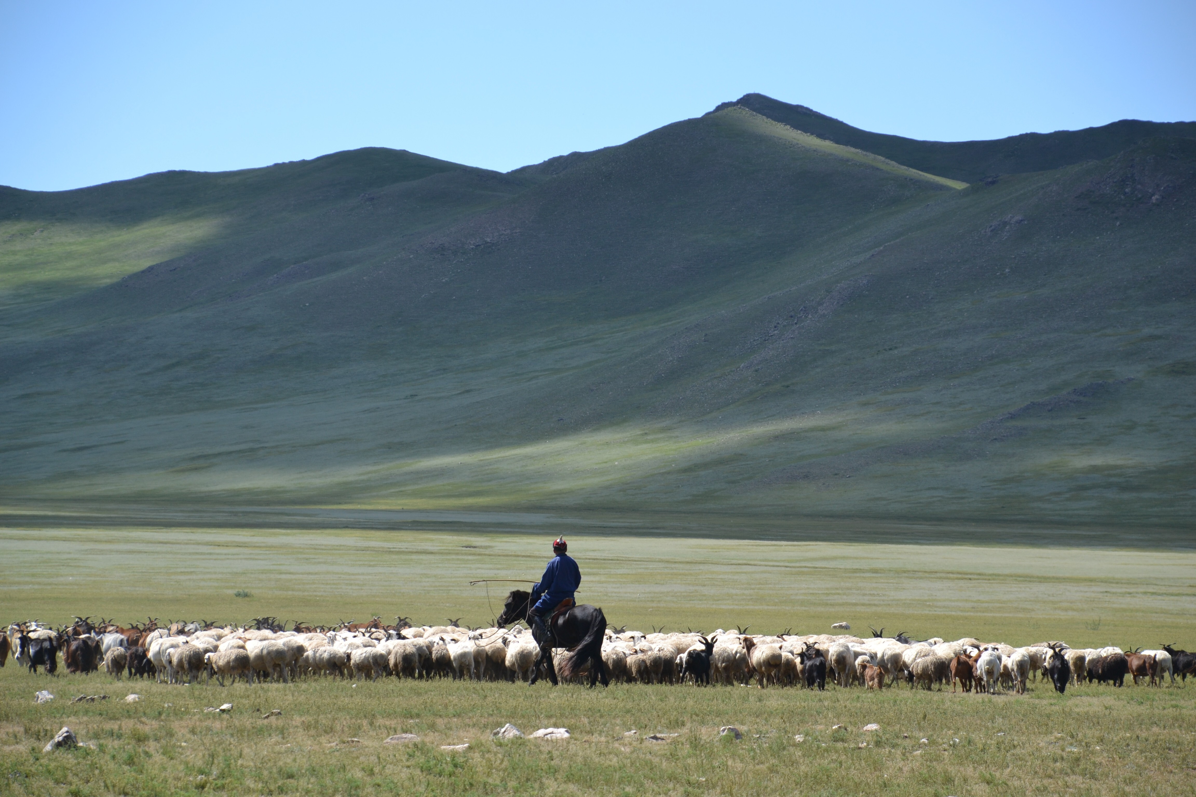 A Mongolian herdsman with his flock. Photo: Chris Dwyer