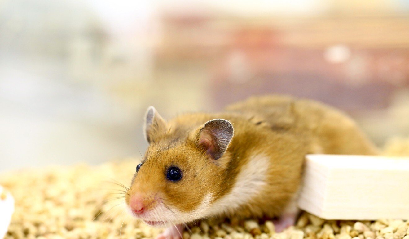 Are these golden hamsters a key to cracking long Covid? - STAT