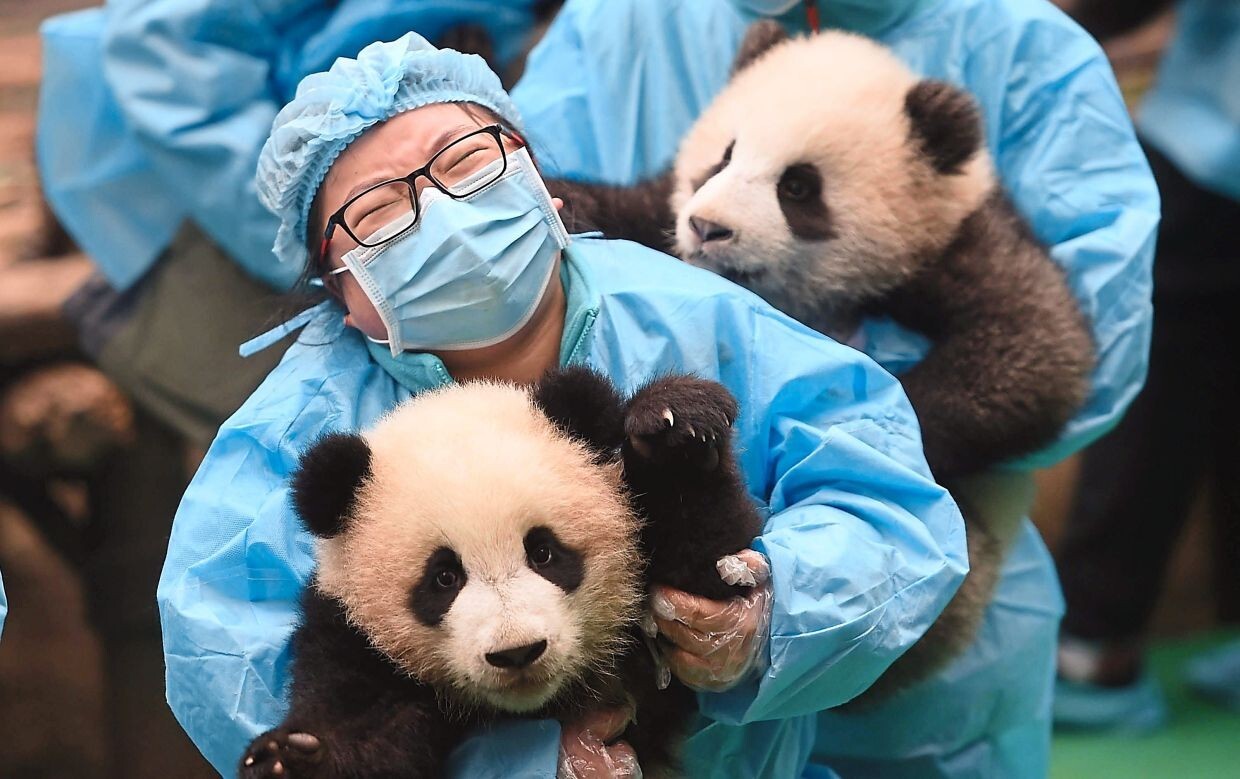 Giant panda cubs and their keepers attend an event to celebrate upcoming Chinese New Year in Chengdu Research Base of Giant Panda Breeding in Chengdu, capital city of southwest China's Sichuan Province.(Xinhua/Xue Yubin)