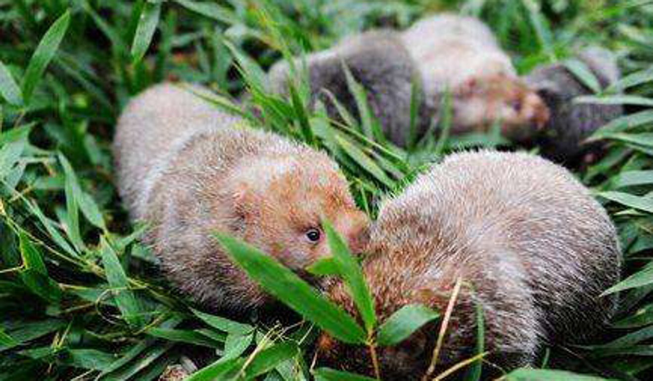 The Hunan government says it will make one-off payments to breeders of 14 kinds of wild animals, including bamboo rats. Photo: Handout