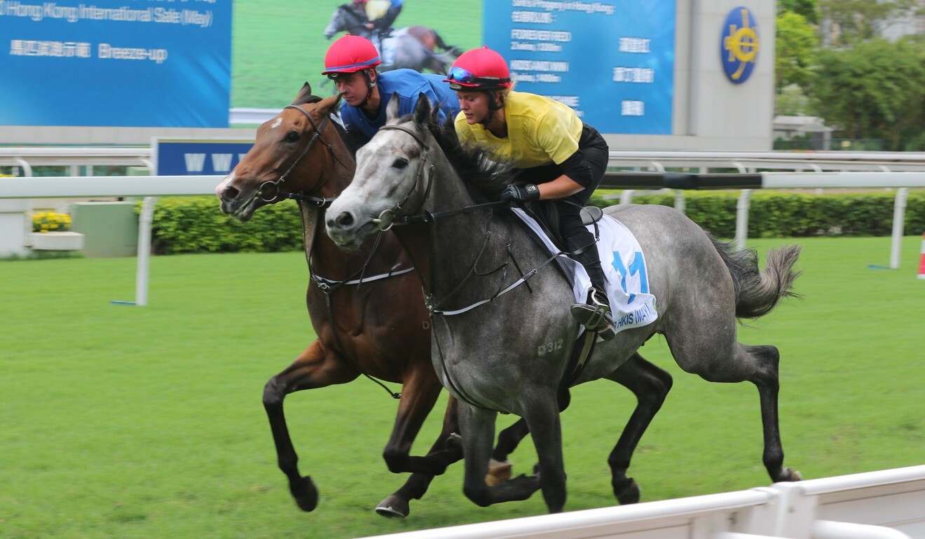 Horses breeze up for Saturday’s sale.