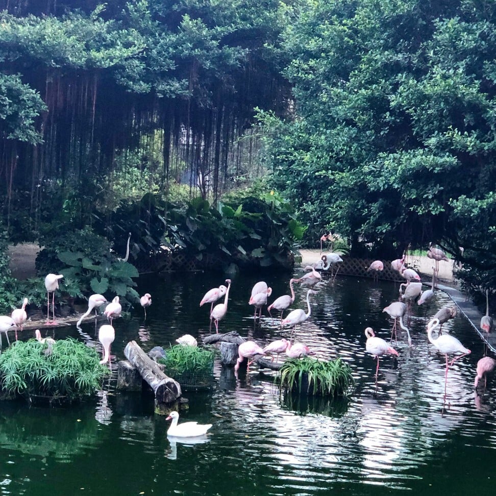 A flamboyance of flamingos enjoy the sights in Kowloon Park. Photo: Kate Whitehead