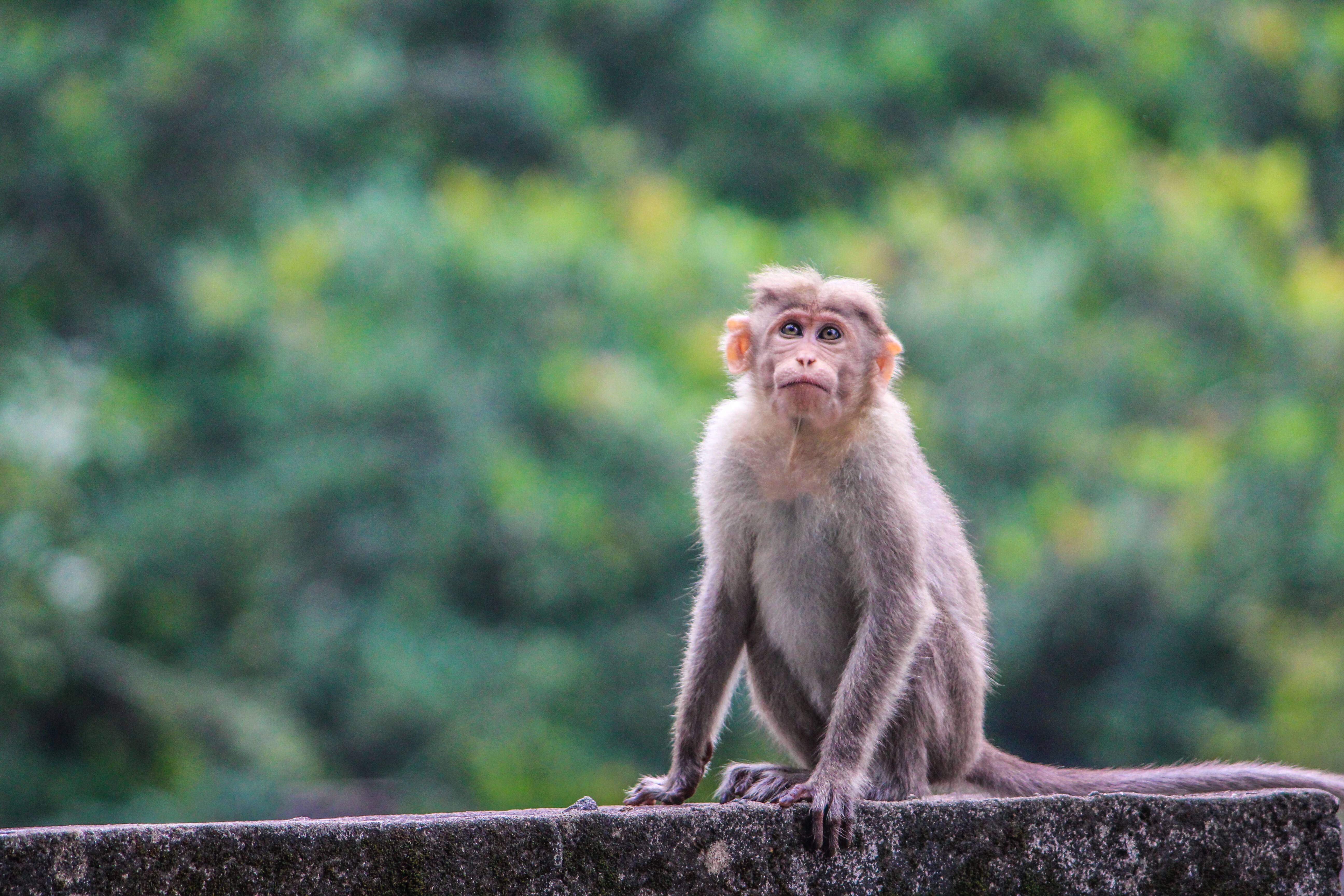 Coronavirus: US vaccine protects macaques from Covid-19, studies show |  South China Morning Post