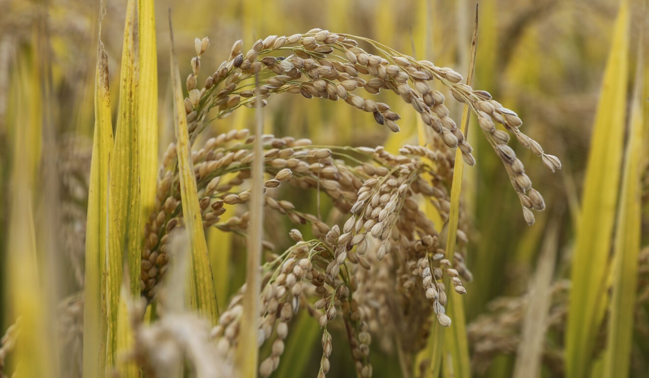 China’s grain output is set to top 650 million tonnes this year. Photo: Simon Song