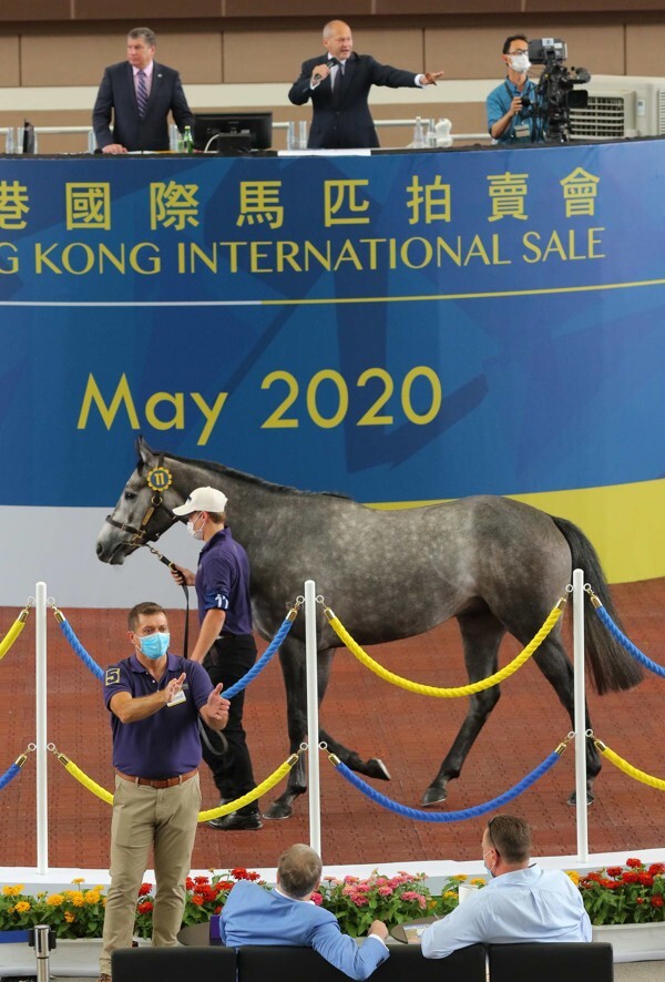 The son of Kodiac goes through the sale ring.