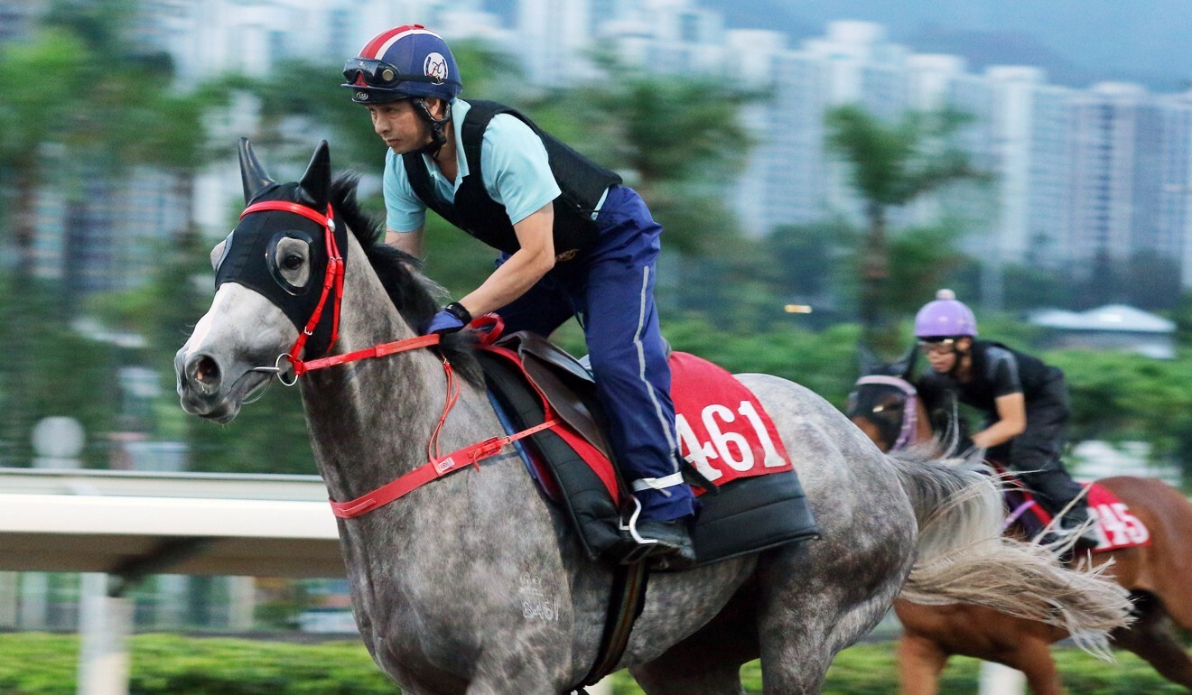 Big Party gallops on the all-weather track at Sha Tin.