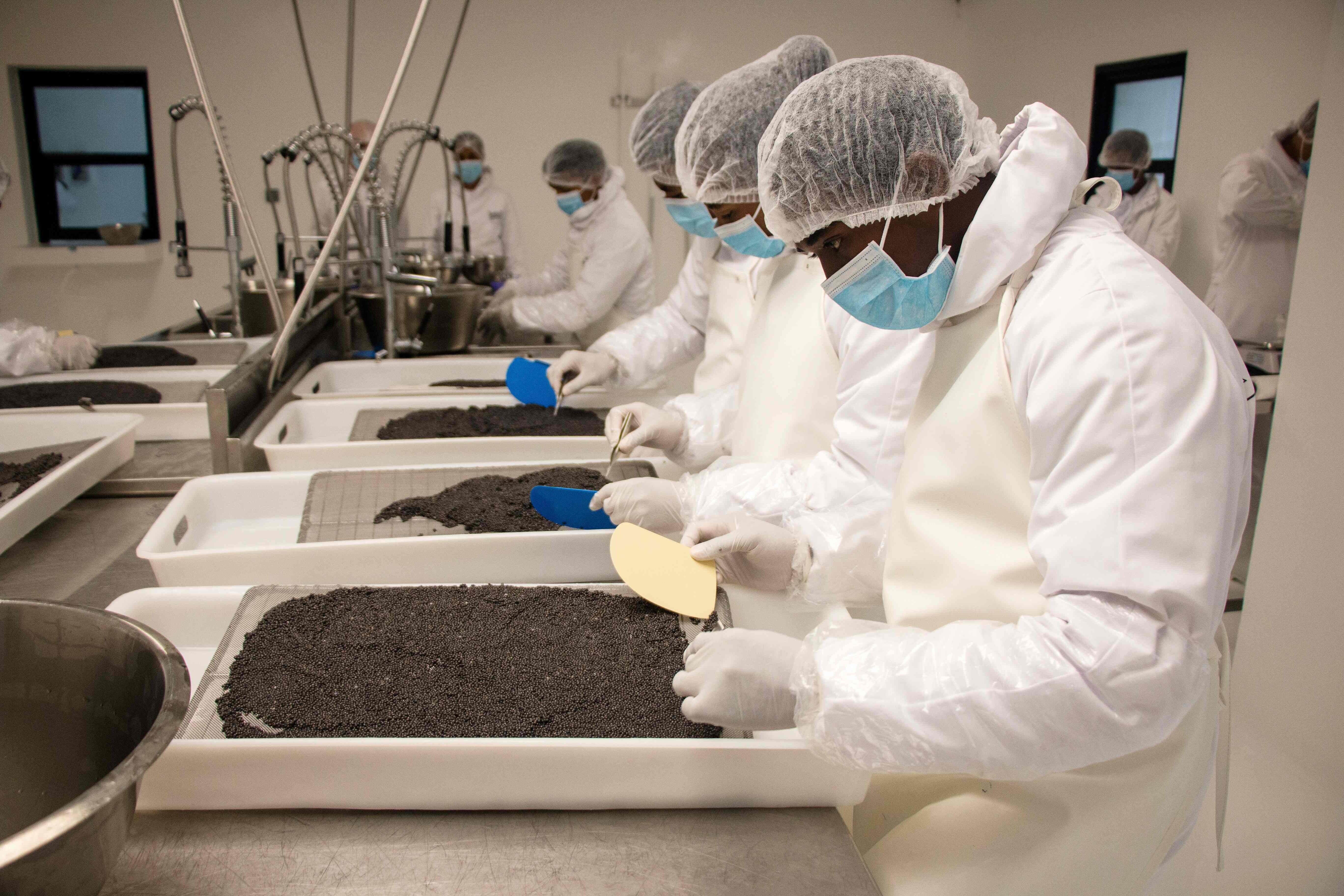 Workers at Rova Caviar Madagascar grade and analyse the caviar extracted from a sturgeon at the Acipenser factory, last June in Mantasoa, Madagascar. Photo: AFP