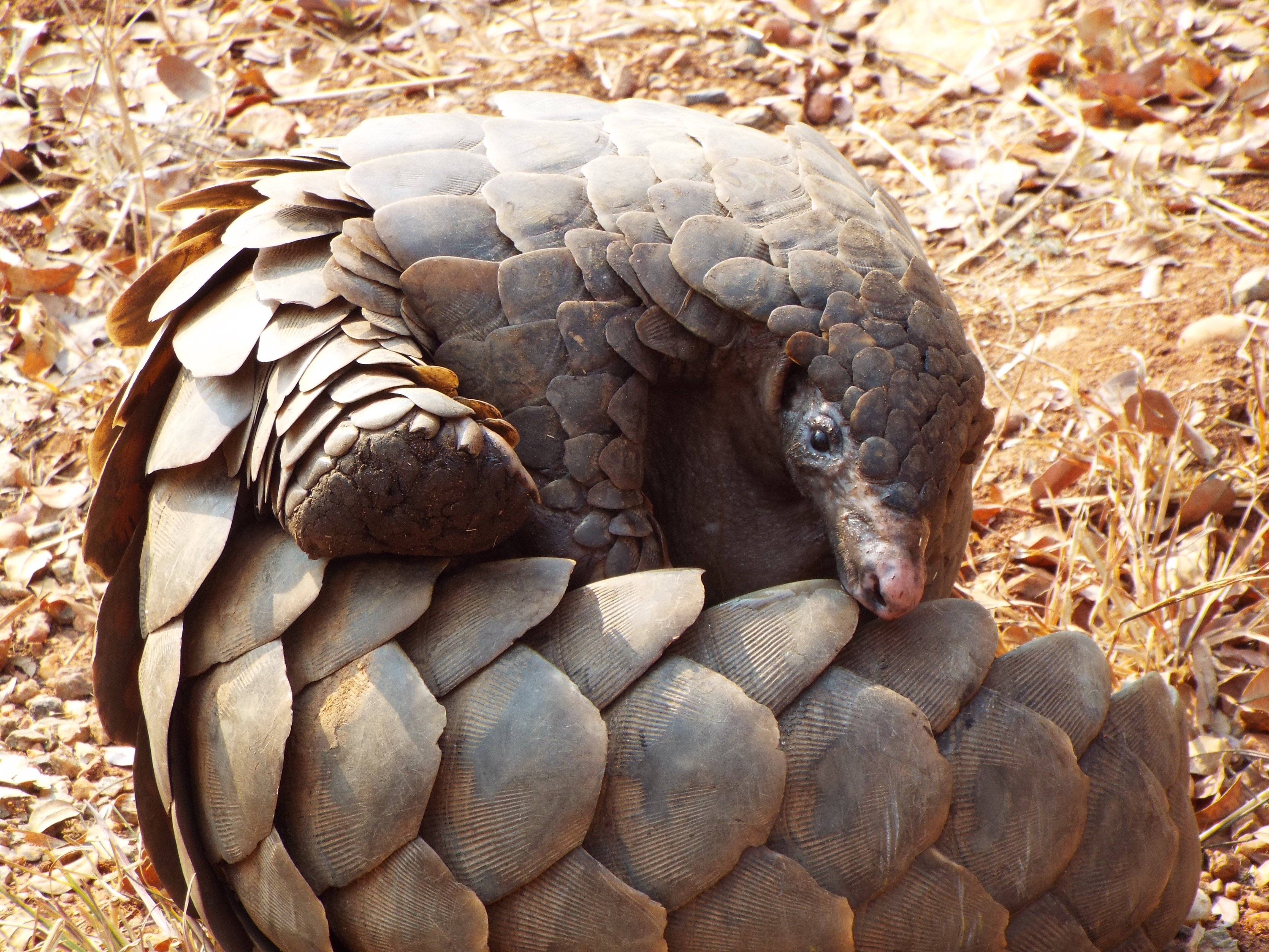 Pangolin trade highlights loopholes in rules to prevent spread of animal  viruses | South China Morning Post