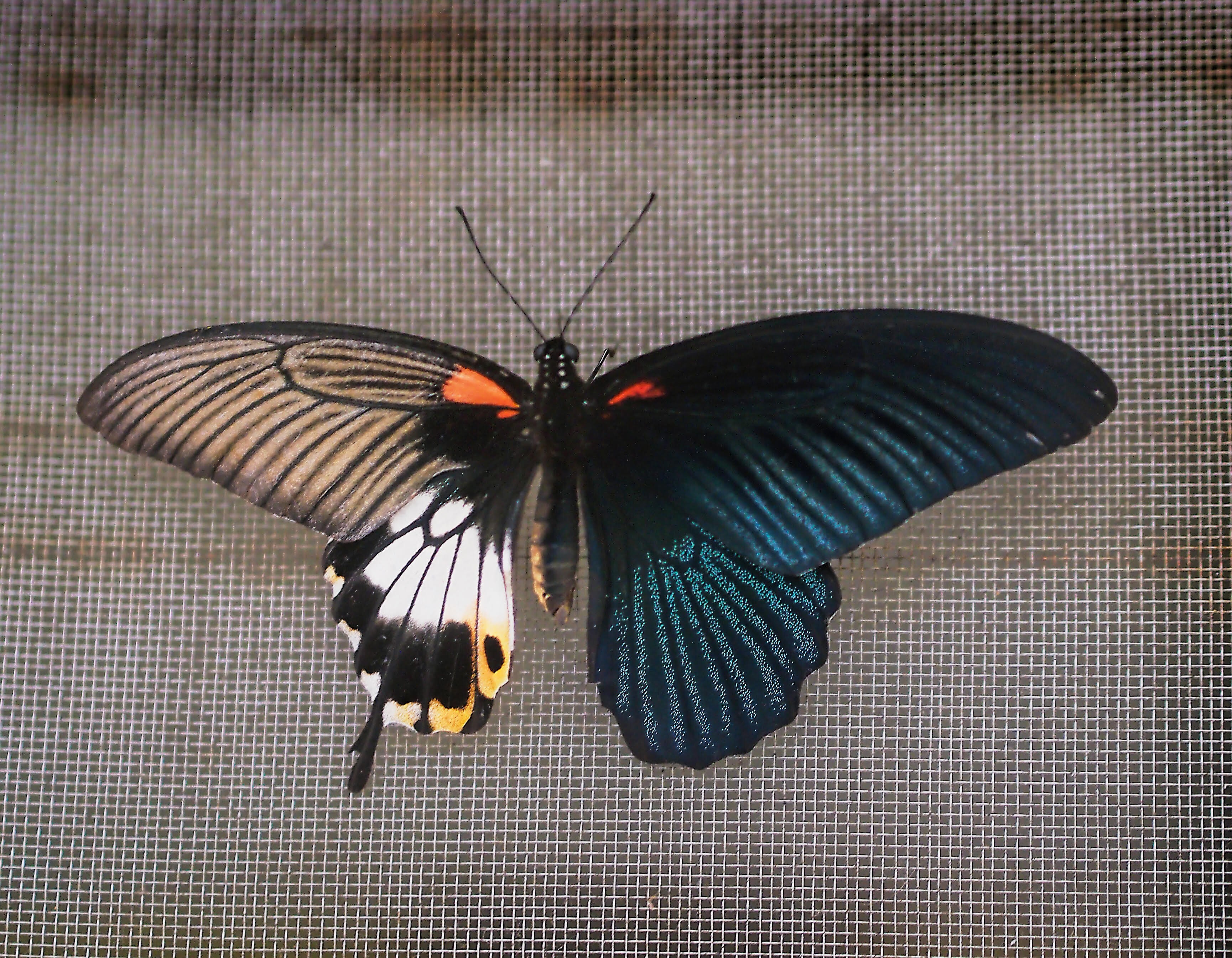 A rare bisexual great Mormon butterfly, seen in Hong Kong. Photo: Martin Williams