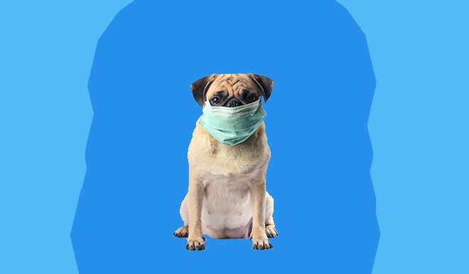 dog bad breath all of a sudden