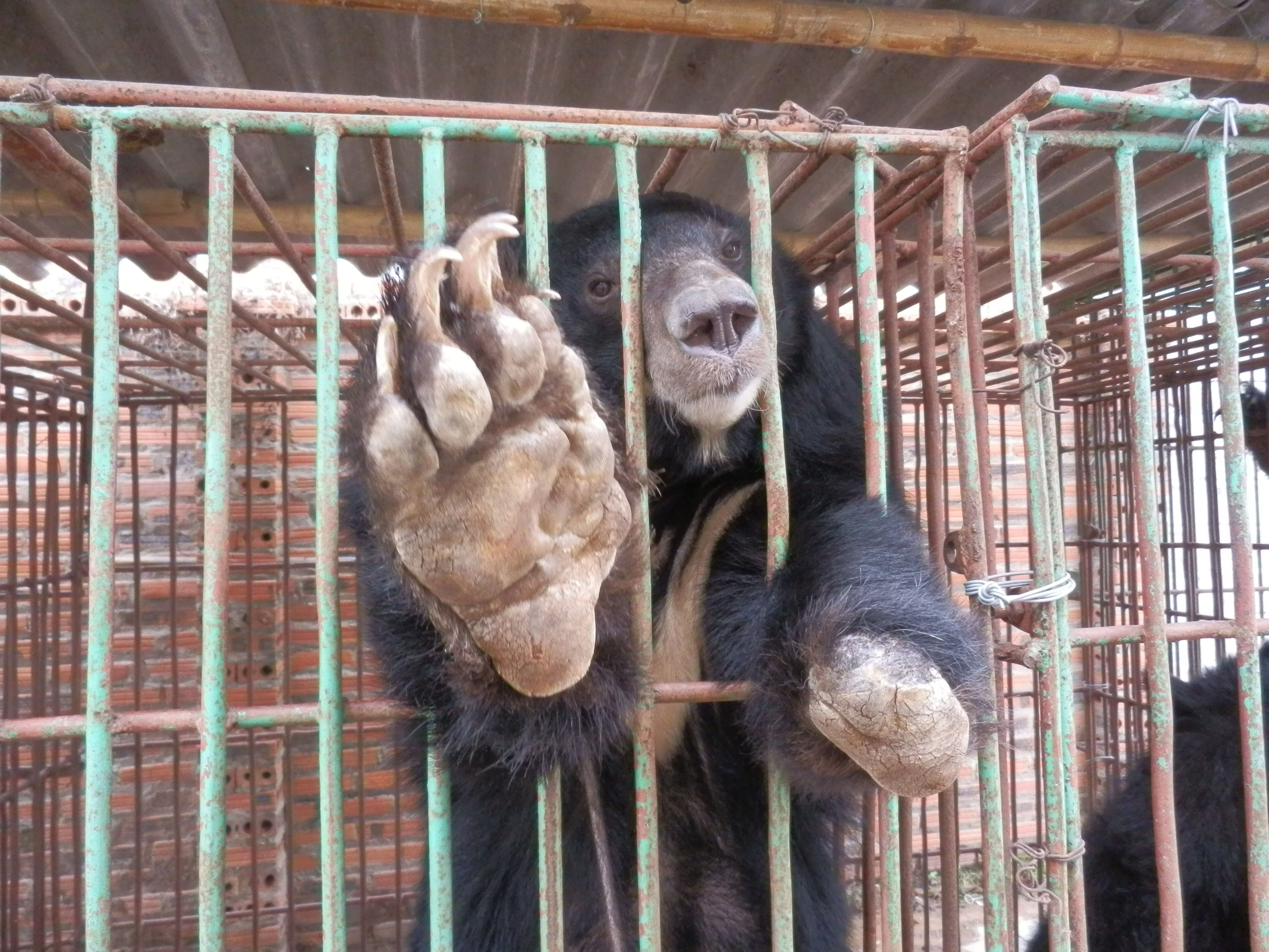How Animals Asia's Jill Robinson changed Chinese notions of animal welfare,  and the bear that started everything | South China Morning Post