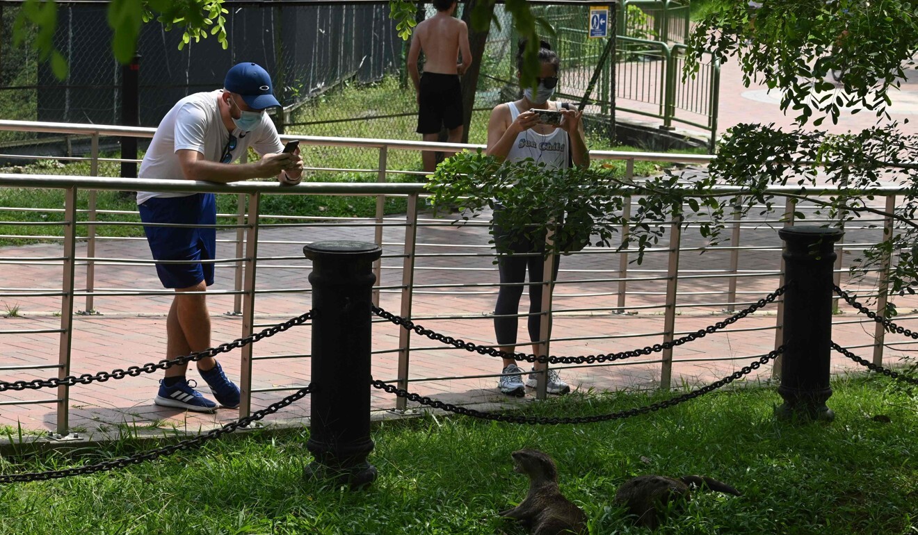 The fact the otters are even found in Singapore, one of the densest cities in the world, provokes astonishment. Photo: AFP