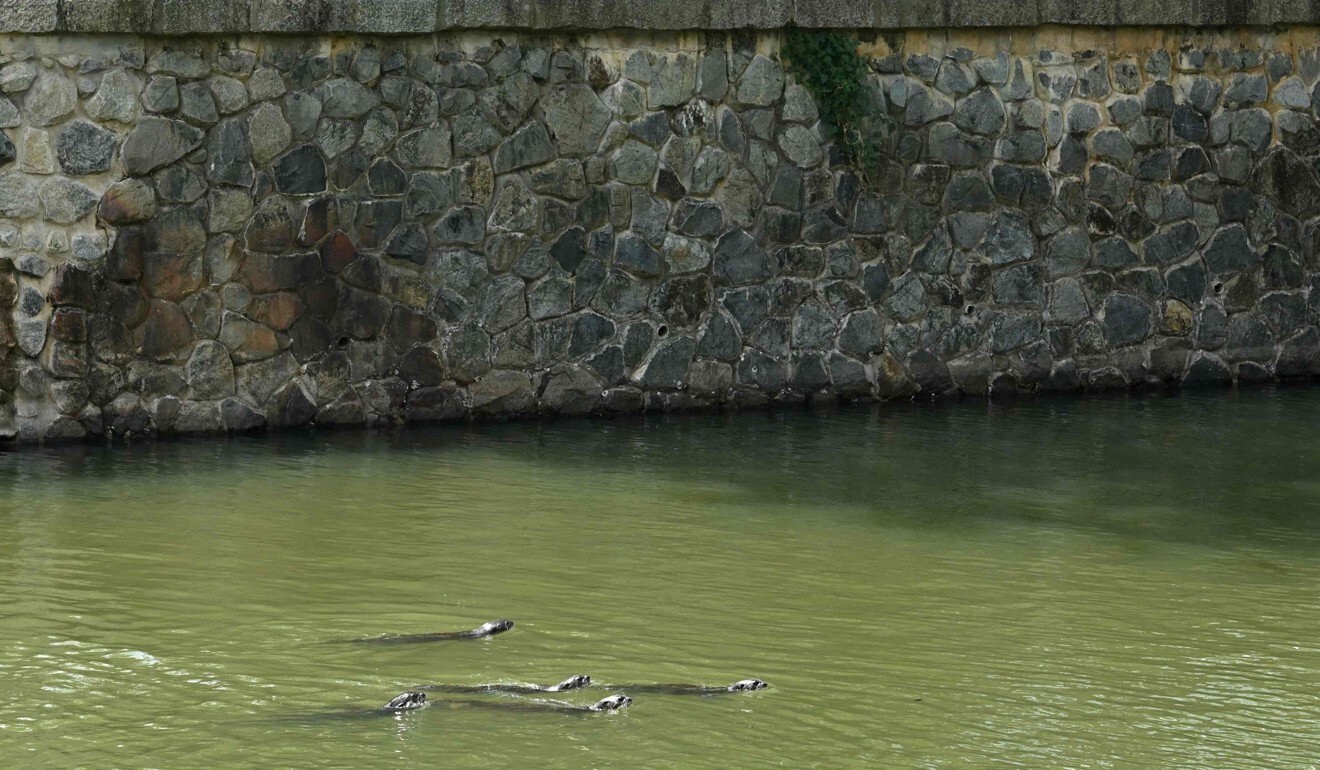 Smooth-coated otters swim in a canal in Singapore. Photo: AFP