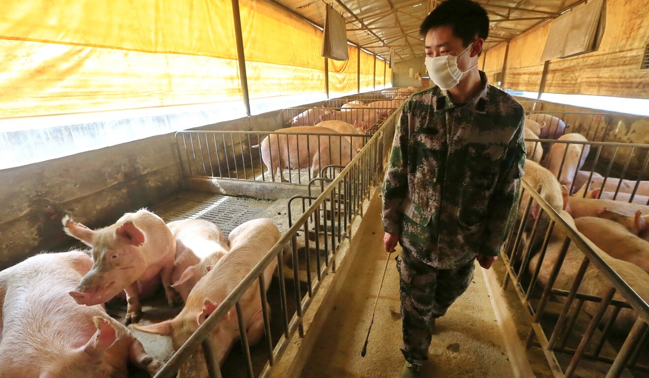 China’s pork industry was thrown into crisis by African swine fever. Photo: EPA-EFE