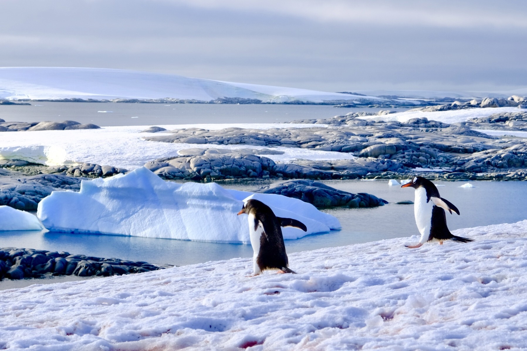Gentoo penguins at Port Charcot, Antartica. Photo: Carolyn Beasley