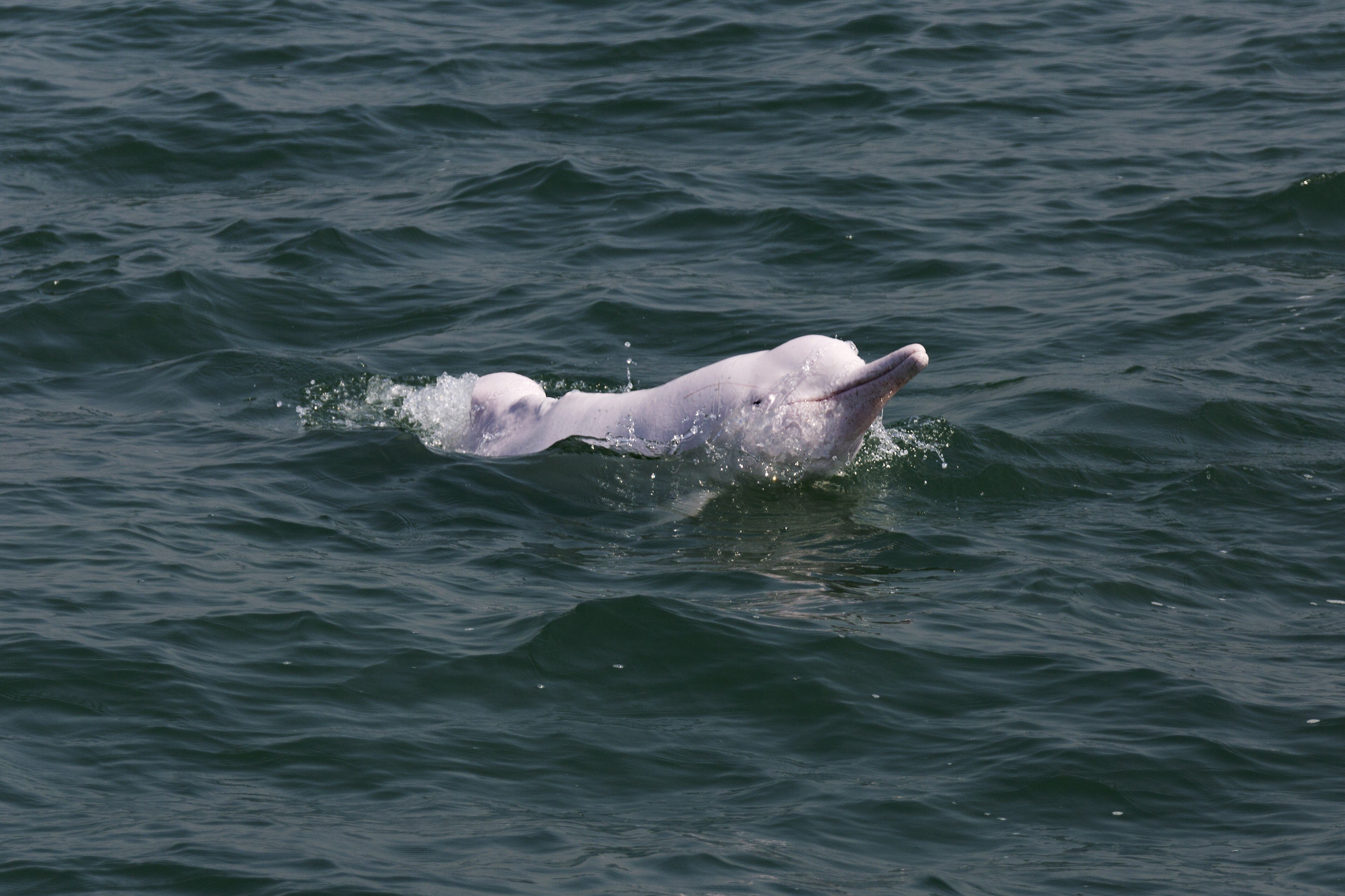 The number of dolphins in Hong Kong has fallen by 80 per cent over the past 15 years. Photo: Handout